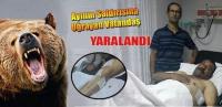 BAKİ DAĞDEVİREN’E AYI SALDIRDI