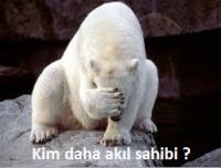 KUTUP AYISI