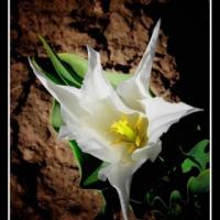 EKREM KAPLAN&acute;IN ANNESİ VEFAT ETTİ